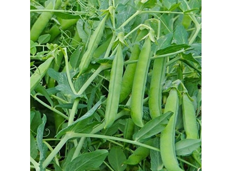 Кито 500г семян гороха, Libra Seeds, Италия Кито 500г семян гороха, Libra Seeds, Италия